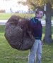 Leaf Net - Used Like a Tarp- Forms a Bag with a Pull String... 8 Ft. X 8 Ft .Spread