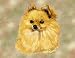 Pomeranian Woven Lap Square (Throw Blanket)