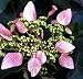 RARE Pink Hydrangea Vine Plant - Shade - Schizophragma
