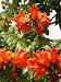 Grow Your Secret Garden Red African Tulip Tree Seeds- Showy Flowers