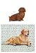 Dachshund (Longhair, Red) Glass Cutting Board