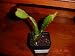 Dragon Fruit Plant