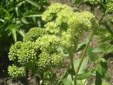 Amazon / Hirts: Perennials; Sun: Sunkissed Stonecrop Perennial - Sedum - Yellow Blooms