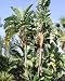 1 Live Strelitzia Nicolai White Bird of Paradise Plant