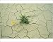 Photographic Prints of Drought - Buttercup growing in cracked earth from Ardea Wildlife Pets