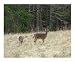 As the deer panteth oer the waters Animals Photographic Poster Print by Dot Beverage, 10x8
