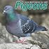 2009 Pigeons Wall Calendar