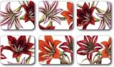 Amaryllis - Set of 6 Coasters