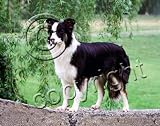 Border Collie Mouse Pad - Barbara Augello Collection