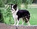Border Collie Mouse Pad - Barbara Augello Collection