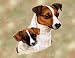 Jack Russell and Puppy Woven Lap Square (Throw Blanket)