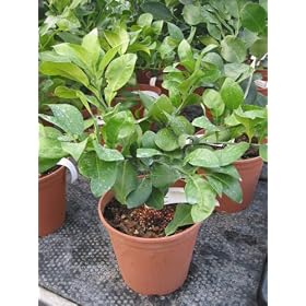 Citrus Paridisi - Pink Grapefruit