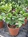 Image of Citrus Paridisi - Pink Grapefruit