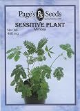 Mimosa, Sensitive Plant