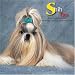 Shih Tzu 2009 Wall Calendar (English and French Edition)