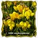 1 Oz Bird's Foot Trefoil (Lotus corniculatus) Bulk Wildflower Seeds