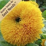 100 Seeds, Sunflower "Dwarf Teddy Bear" (Helianthus annuus) Seeds by Seed Needs