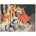 Paint by Number Kit - Regal Tiger (20x16")