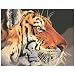 Paint by Number Kit - Regal Tiger (20x16")