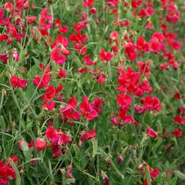 Outsidepride Sweet Peas Pearl Red - 250 Seeds Outsidepride Sweet Peas Pearl Red - 250 Seeds