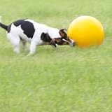 Treibball für