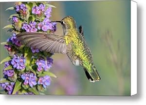 Hummingbird Feeding Canvas Print / Canvas Art - Artist Pierre Leclerc
