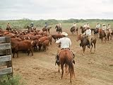 Cowboys on the King Ranch Move Santa Gertrudis Cattle from the Roundup Area Into the Working Pens Photographic Poster Print by Ralph Crane, 16x12