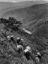 Coca Leaf Pickers Plodding Along Terraces Photographic Poster Print by Eliot Elisofon, 18x24