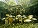 School of Snappers Shelters Among Mangrove Roots, Belize Photographic Poster Print by...