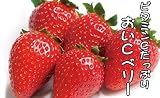 【生産農場直送】 いちご苗 【おいCべりー】 イチゴ苗 9cmポット プロ農家も使う苗 野菜苗 果物 ガーデニング 家庭菜園