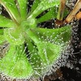 Outdoor Living : SUNDEW Drosera burmannii - 12 Seeds - CARNIVOROUS SEEDS