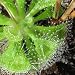 SUNDEW Drosera burmannii - 12 Seeds - CARNIVOROUS SEEDS
