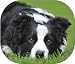 Produkt-Bild: Sonnenschutz, Sonnenblende Border Collie