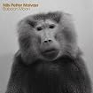 Baboon Moon