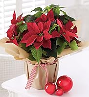 Gift-Wrapped Poinsettia Gift-Wrapped Poinsettia