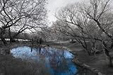 Isack Kousnsky (B&W Central Park with Blue Pond) Art Poster Print - 24x36 custom fit with RichAndFramous Black 36 inch Poster Hangers