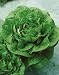 Green Romaine Lettuce Seeds - Lactuca Sativa - 0.5 Grams - Approx 600 Gardening Seeds - Vegetable Garden Seed