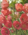 Himalayan Pink Poppy 30 Seeds - Meconopsis