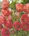 himalayan7 - Himalayan Pink Poppy 30 Seeds Meconopsis