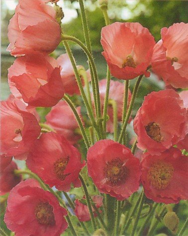 image link - - B000SMJ25O