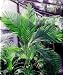 Rattan Basket Tie-Tie Palm 8 Seeds