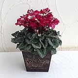 シクラメン：ひらりワインレッド二重5号鉢植えレリーフウッドプランター入り（ブラウン）