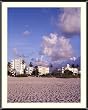 Miami Beach View Photograph - Beautiful approx. 22"x26" Framed & Matted Photographic Print by Carol M. Highsmith