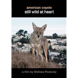 American Coyote:  Still Wild At Heart