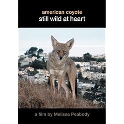 American Coyote:  Still Wild At Heart