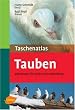 tauben