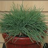 Amazon / Hirts: Perennial: Blue Sprite Grass - 25 Plants - Perennial - Koeleria