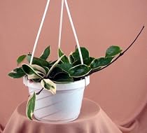 Strawberries & Cream Wax Plant -Hoya- 6" Hanging Basket
