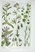 1919 Flowers Corn Gromwell Snapdragon Speedwell Nettle