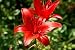 Close-up of an Amaryllis (lily) - 18